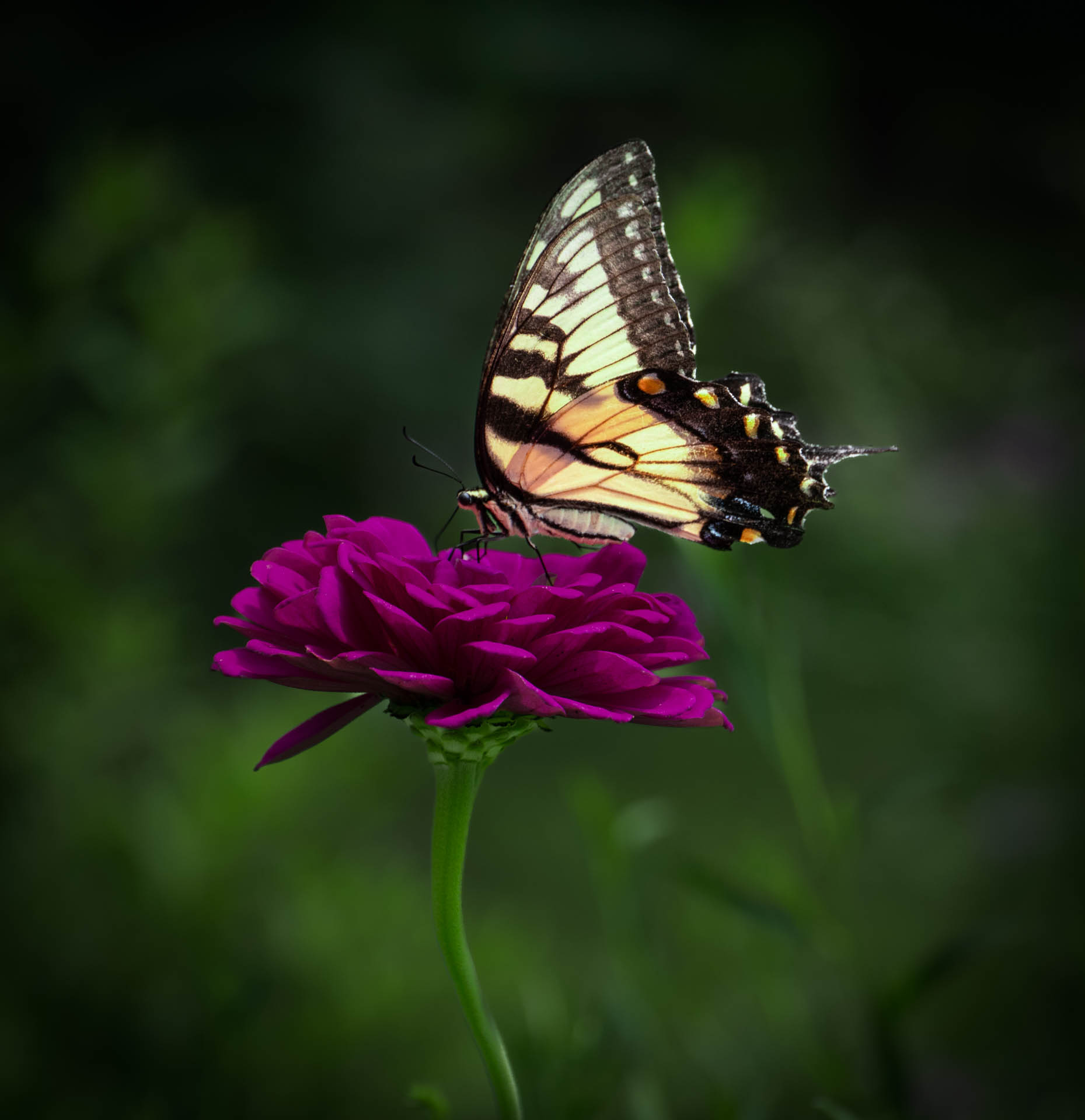 2nd PrizeOpen Color In Class 1 By Diane Sandler For Zinia Breakfast SEP-2025.jpg